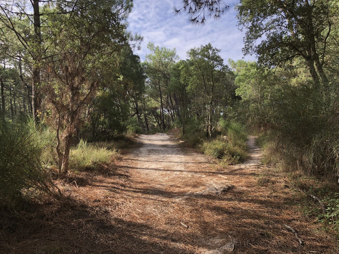 L'atelier se déroule en plein air, dans la forêt de Chiberta, à Anglet.